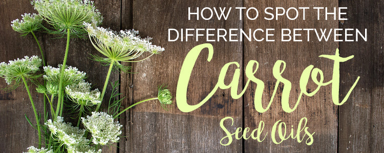 How to Spot the Difference Between Carrot Seed Oils