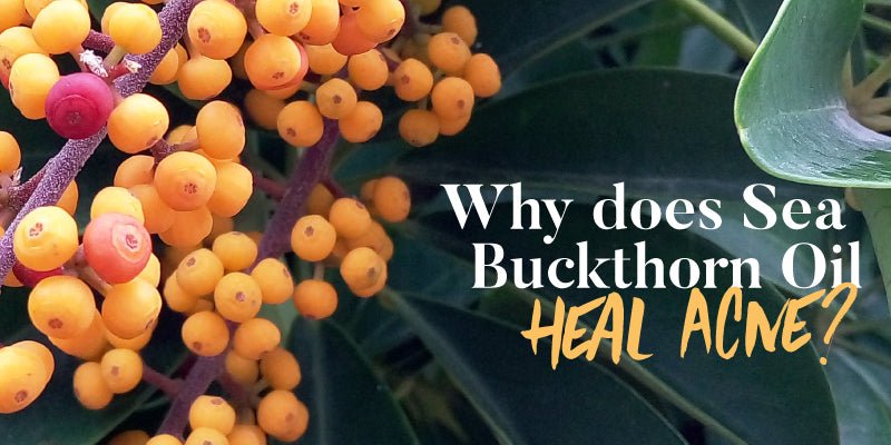 Why Sea Buckthorn Seed Oil Heals Acne and Scars